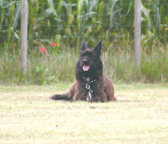 Cassiopee de la vallée de Creve Coeur