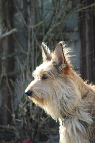 Dana de la vallée de Creve Coeur