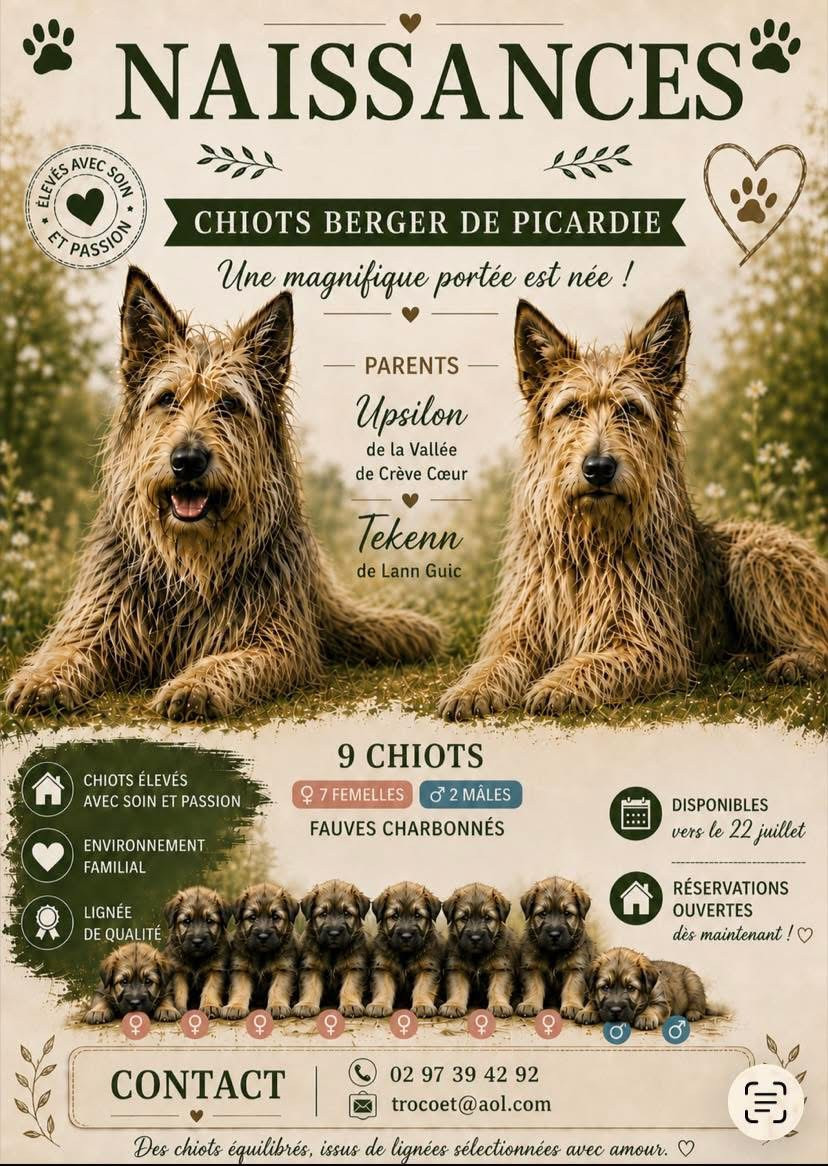 Chiot femelle disponible