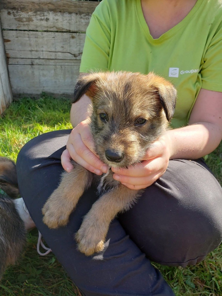 Chiot disponible 